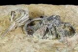 Two Fossil Crinoids And Gastropod - Crawfordsville, Indiana #110564-3